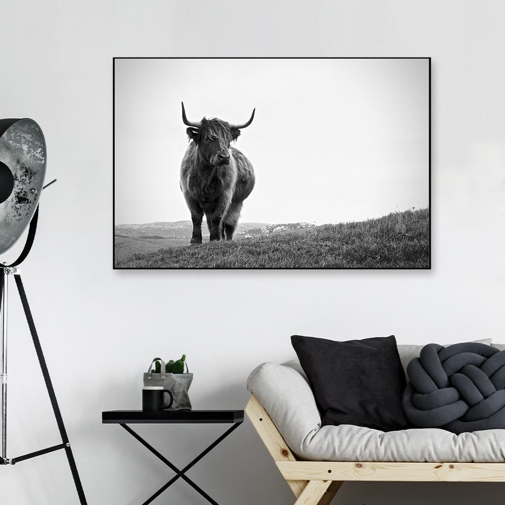 Highland Cow Photography Framed Wall Art