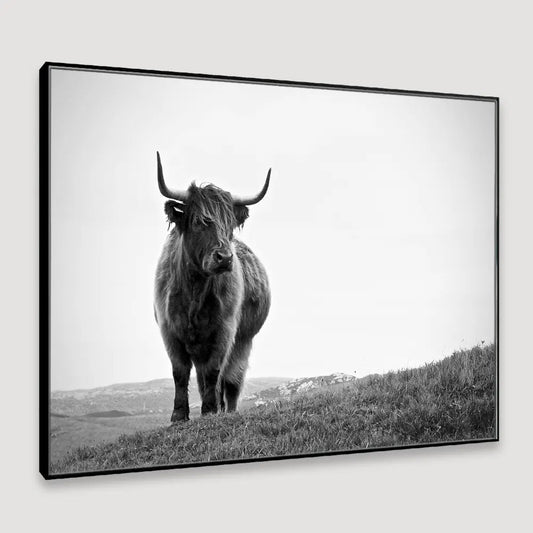 Highland Cow Photography Framed Wall Art