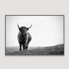 Highland Cow Photography Framed Wall Art