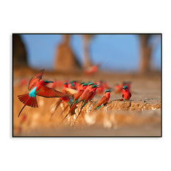 Mesmerising Red & Blue-Winged African Birds Wall Painting