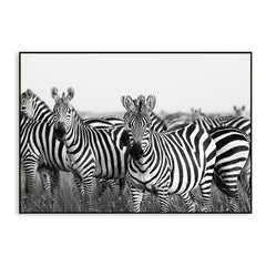 Monochromatic Zebra Wildlife Painting