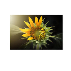 Nature Sunflower Scenery Canvas Prints Wooden Wall Painting