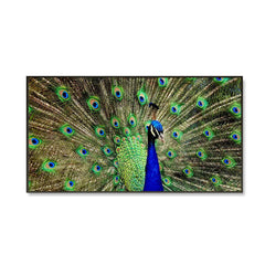 Dancing Peacock Cheerful Canvas  Wall Painting