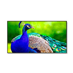 Beautiful Peacock Big Panoramic Canvas  Wall Painting