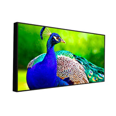 Beautiful Peacock Big Panoramic Canvas  Wall Painting